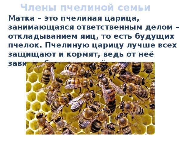 Что нужно знать пчеловоду при выборе и покупке пчел  | аграрный сектор
