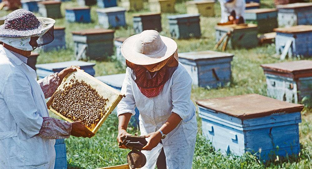 Особенности уральского пчеловодства