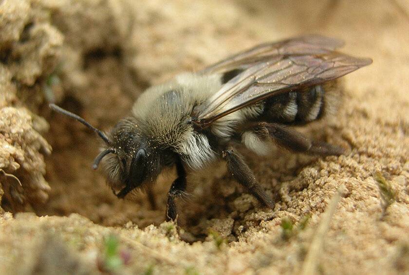 Правила и нормы содержания пчел: как жить в мире с соседями | пчеловодство | пчеловод.ком