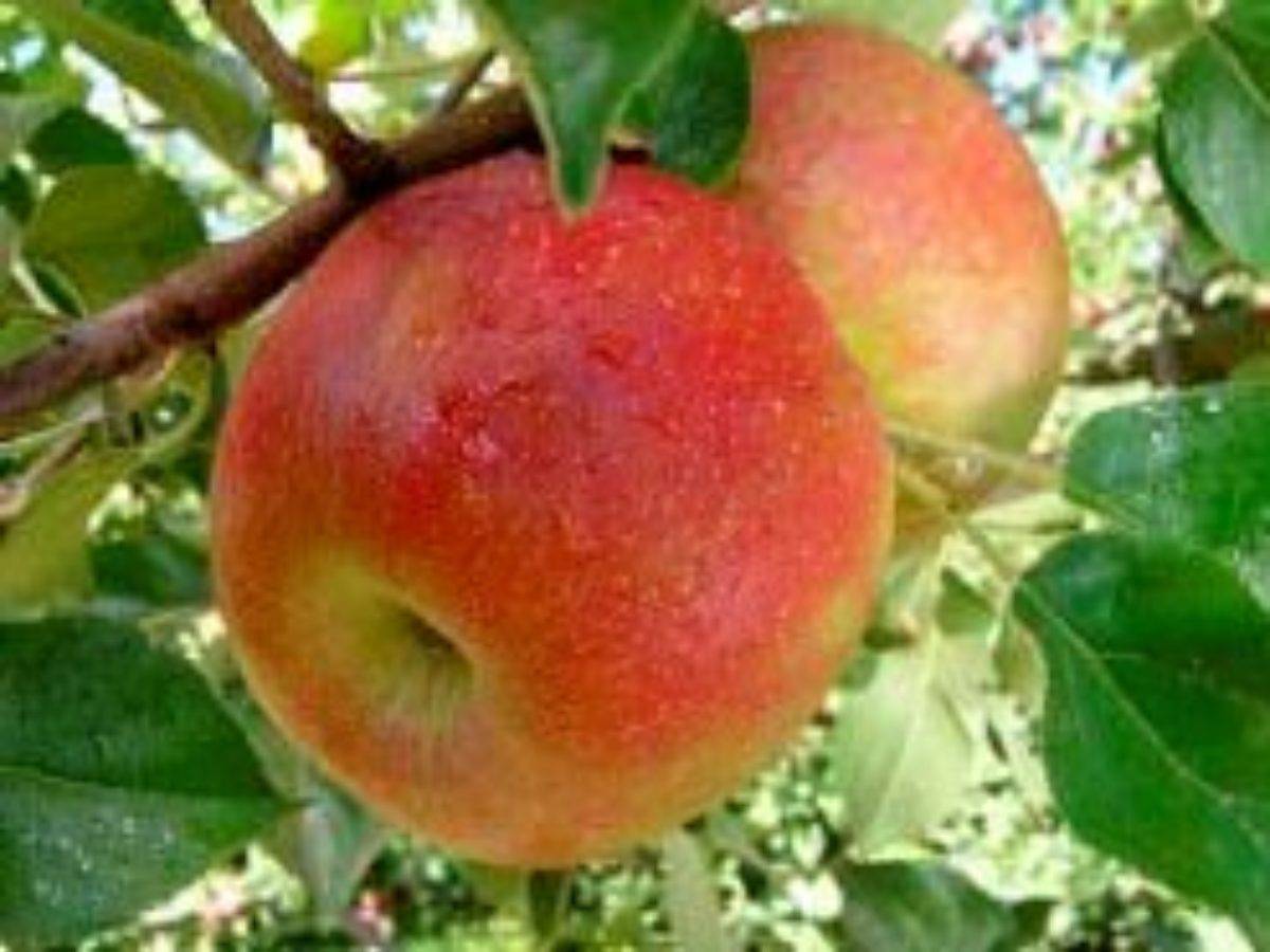 Сорт яблони "звёздочка" - описание, характеристики, посадка, уход
