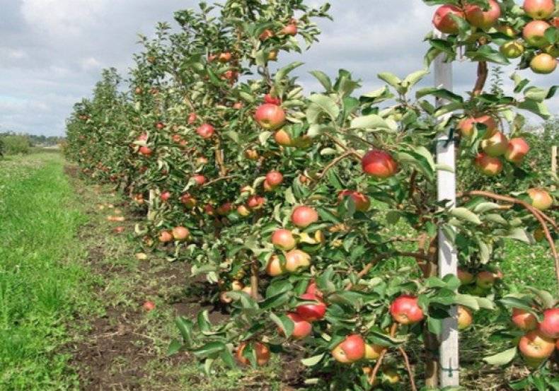 Яблоня жигулевское: описание осеннего сорта с отличными вкусовыми качествами, отзывы, выращивание, обрезка, подкормка, сорта-опылители