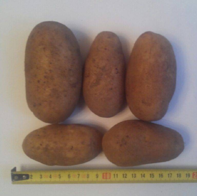 Ранние сорта картофеля для средней полосы, подмосковья, сибири, черноземья - отзывы, описание и характеристика