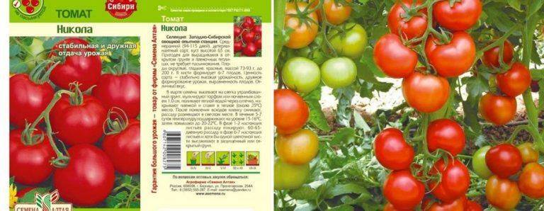 Томат никола: характеристика и описание сорта с фото и видео, урожайность помидора, отзывы тех, кто сажал | сортовед