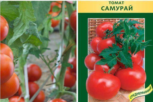 Как выращивать помидоры через рассаду: подготовка семян, посев, посадка в грунт и последующий уход