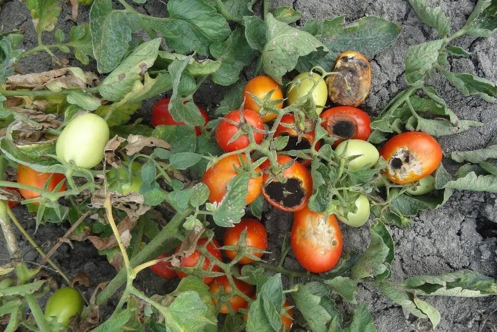 Вершинная гниль на помидорах: что делать и как лечить