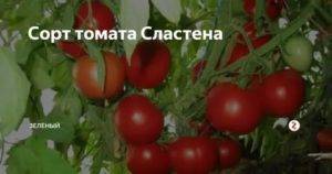Описание томата Сластена, преимущества и выращивание гибрида