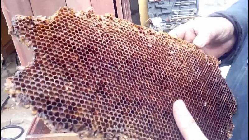 Пчелиная перга: виды и полезные свойства, рецепты