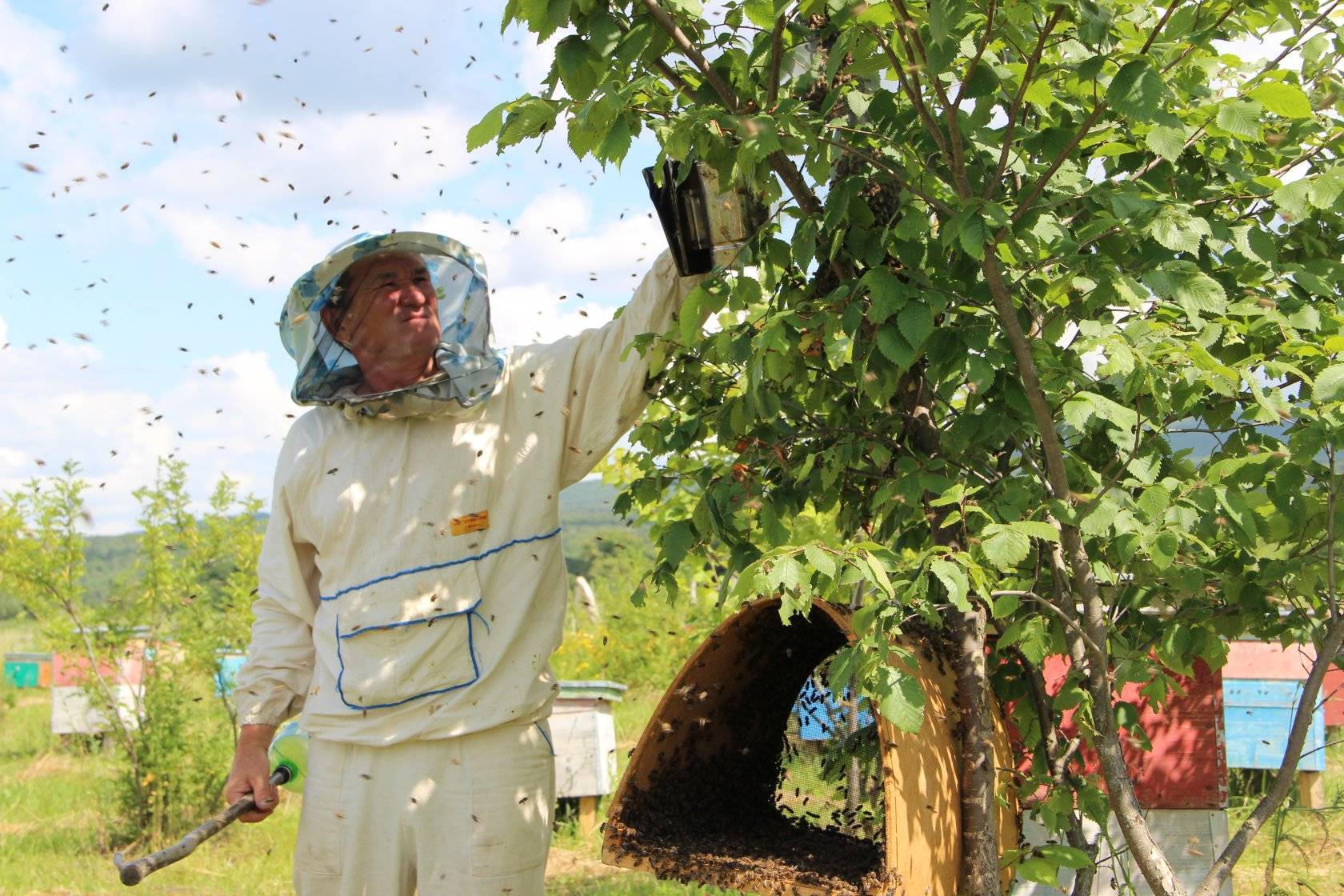 Развитие пчеловодства башкирии - пчеловодство | описание, советы, отзывы, фото и видео