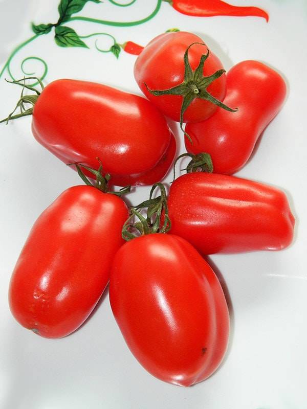 Как правильно выращивать томаты саммер сан?