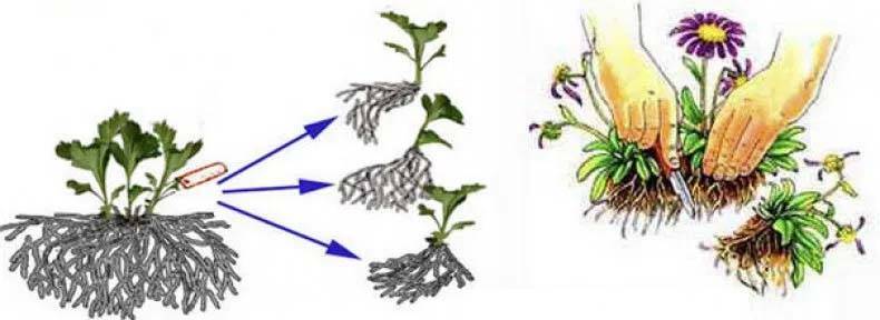 Как вырастить хризантемы и способы их размножения