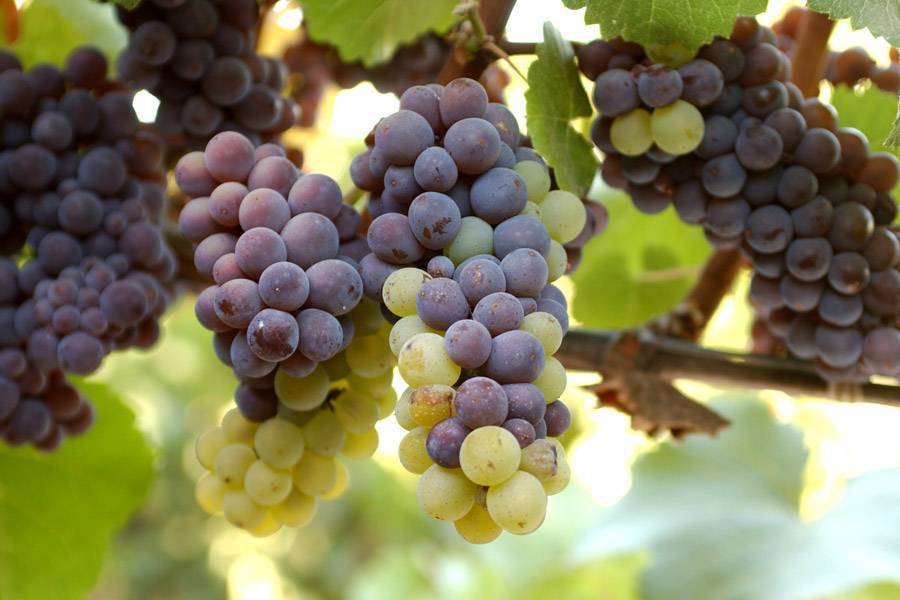 Красные вина из сорта винограда пино-нуар