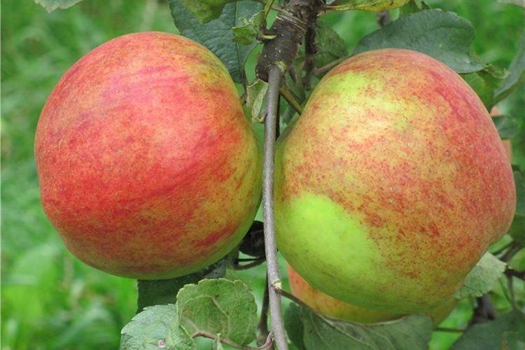 Сорт яблок штрифель (штрейфлинг, осеннее полосатое) – описание популярной яблони, фото