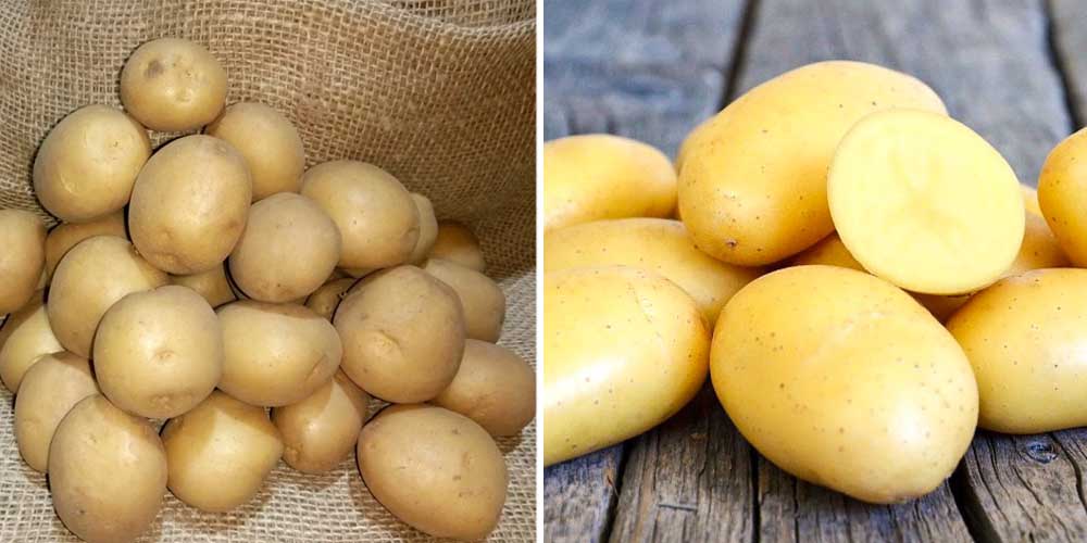 Картофель лилли: описание семенного сорта картофеля, характеристики, агротехника