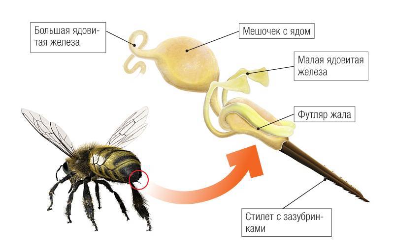 ✅ о жале пчелы: как выглядит после укуса, где находится, как удалить пчелиное жало