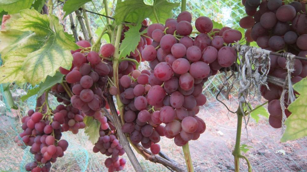 Виноград рошфор: описание, особенности ухода и разведения, отзывы