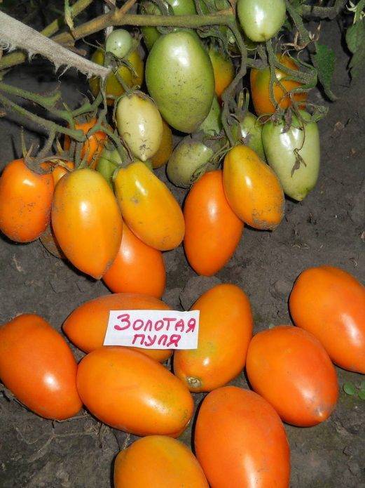 ✅ томат золотая пуля характеристика и описание сорта - питомник46.рф