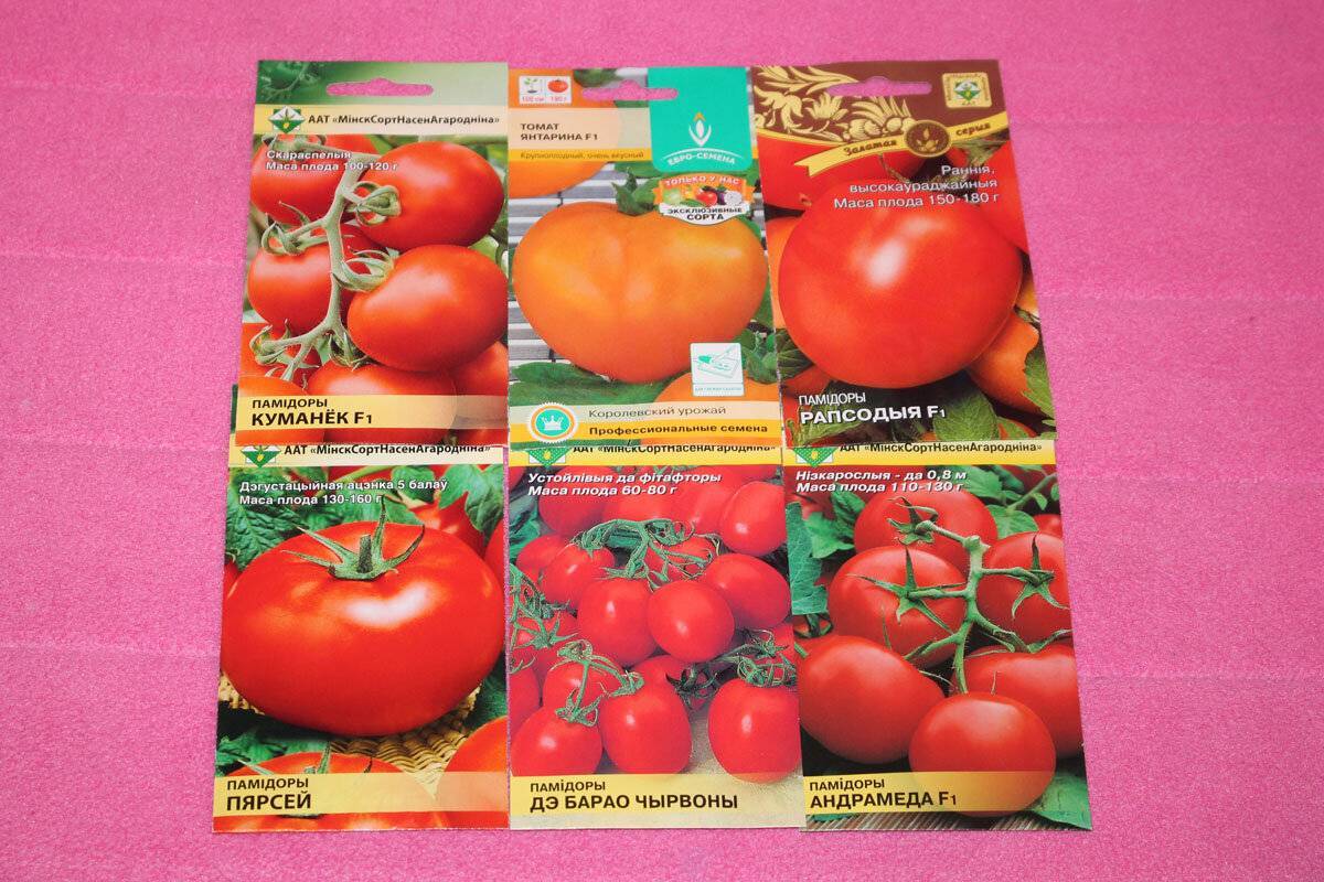 Томат рапсодия (северная, малиновая, золотая): характеристика гибридного сорта помидор и отзывы огородников об его выращивании