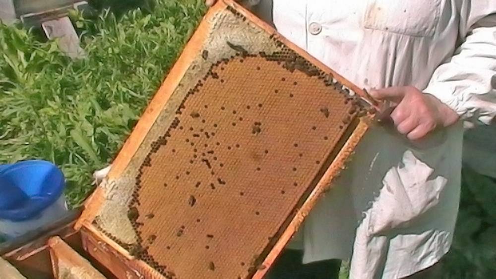 Объединение пчелиных семей: правила, методы, времена года
