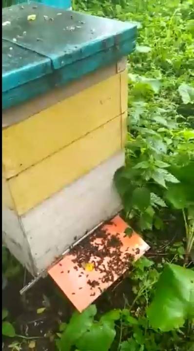 21 способ избавления от соседских пчел