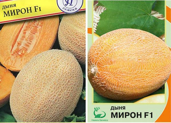 Сорт дыни «ананас f1»: описание и способы выращивания
