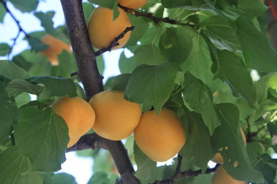 Описание и выращивание абрикоса сорта Маньчжурский