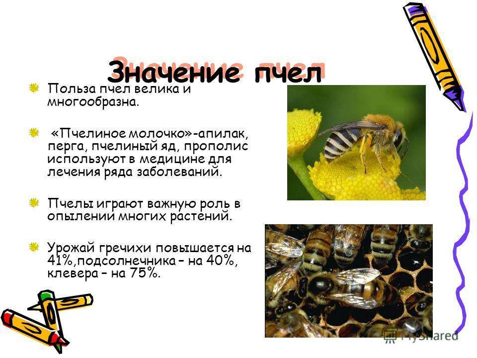 Какая польза от осы и какова ее роль в экологической системе