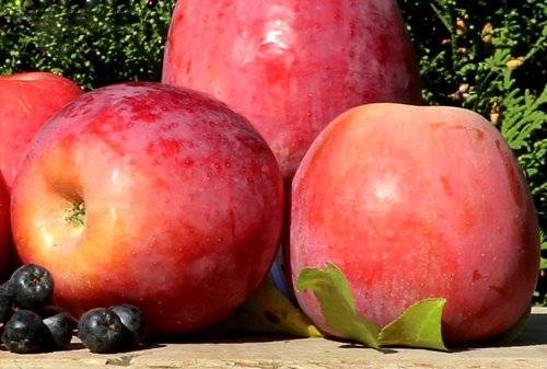 Яблоня сорта память ульянищева: фото, описание, выращивание
