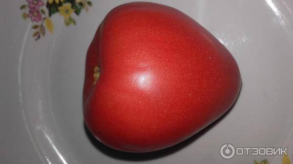 Томат "любящее сердце красное": характеристика и описание сорта помидор с фото, отзывы об урожайности, уральский дачник