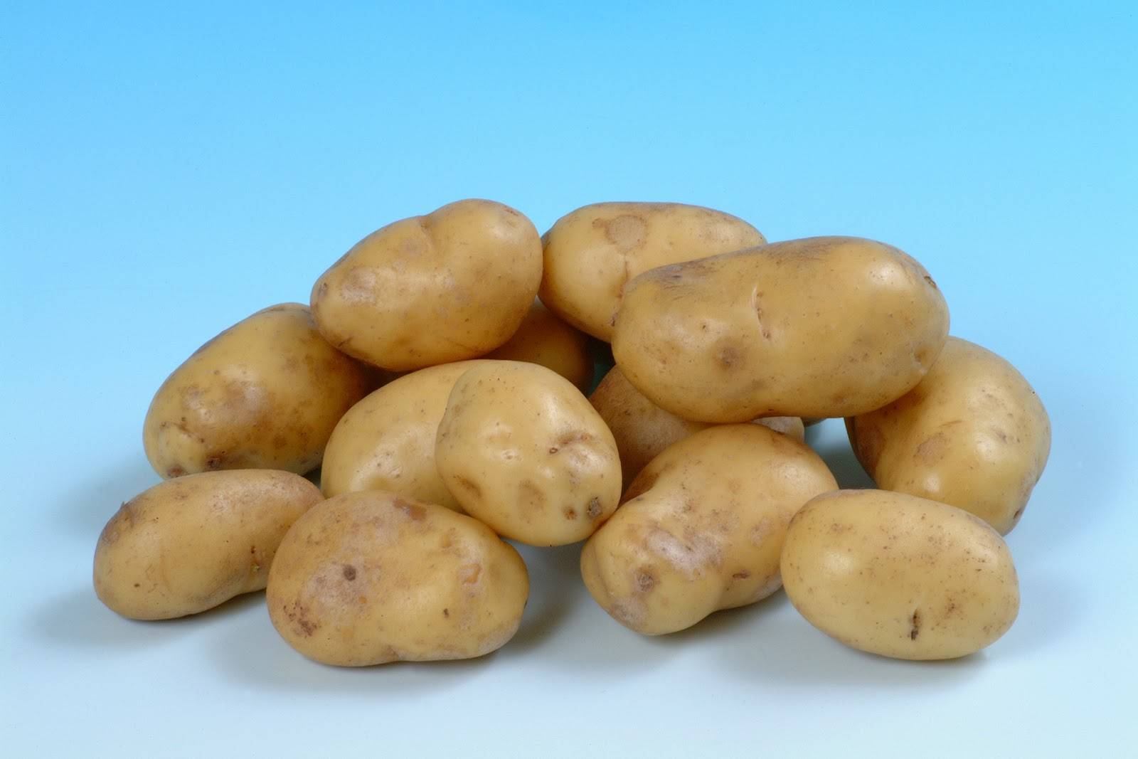 Сорт картофеля - беллароза