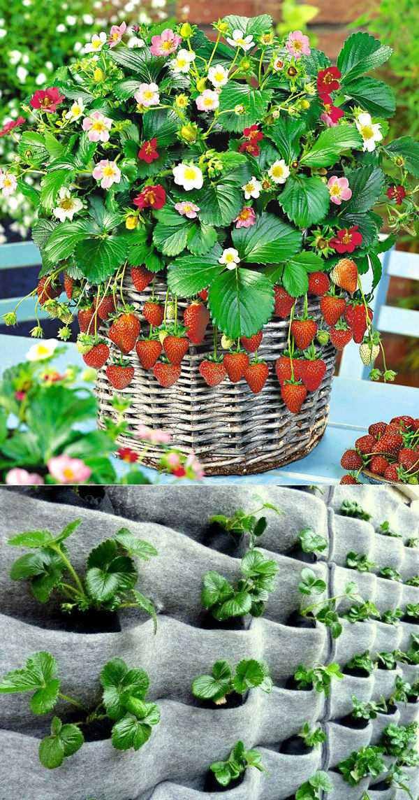 Клубника в горшках: ароматный урожай на балконе и на подоконнике. как выращивать клубнику в горшках, чтоб цвела и плодоносила