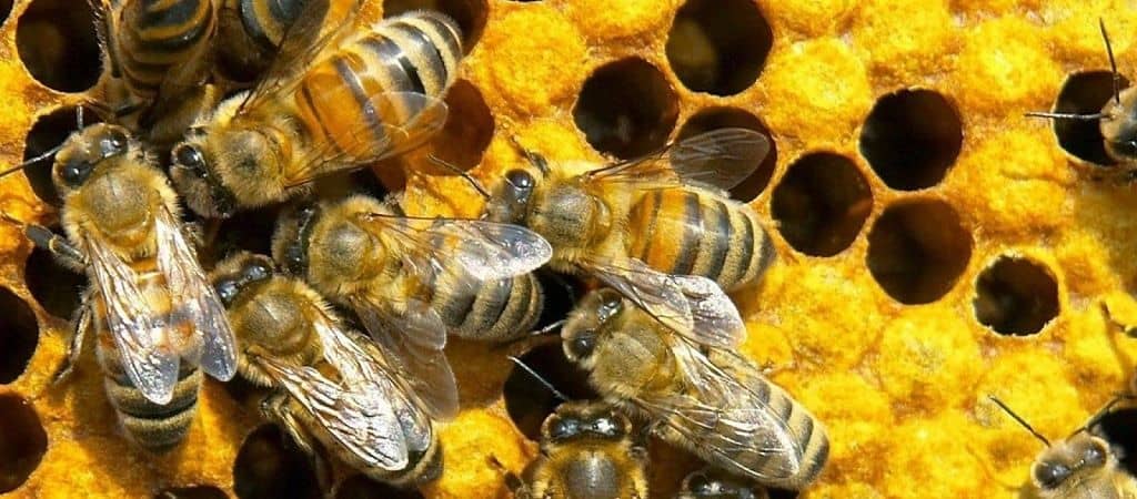 Интересные факты о пчелах - строение тела, структура улья, изготовление меда
интересные факты о пчелах - строение тела, структура улья, изготовление меда