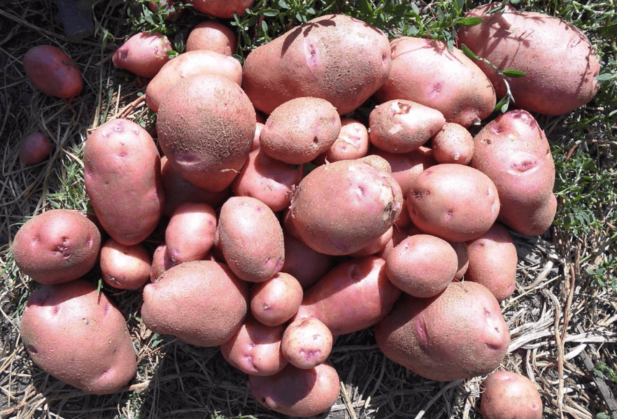 Белорусские сорта картофеля: особенности, описания с фото, характеристика сортов