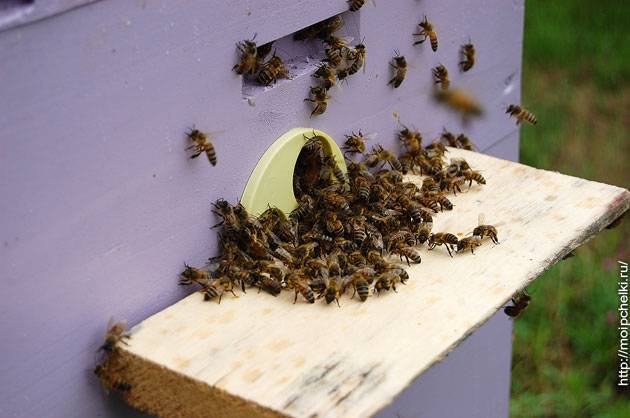 ᐉ воровство пчел: как бороться и что делать, чтобы предотвратить? - zookovcheg.ru