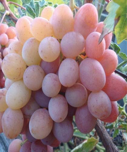 Виноград рубиновый юбилей: основные характеристики, фото и описание сорта selo.guru — интернет портал о сельском хозяйстве