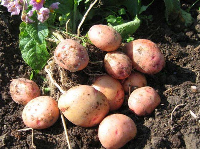ᐉ сорт картофеля «ильинский» – описание и фото - roza-zanoza.ru