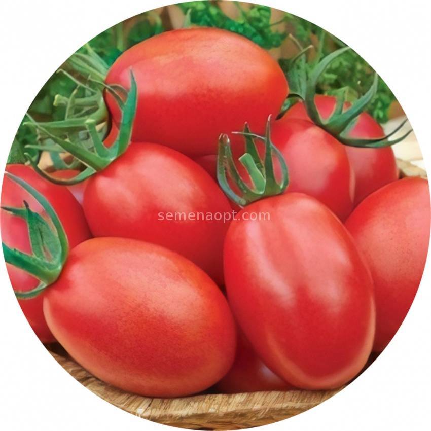 Томат хипил 108 f1: отзывы об урожайности томатов, характеристика и описание сорта, фото куста