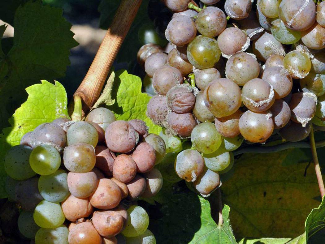 Чем и когда обработать виноград от серой гнили, препараты и народные средства