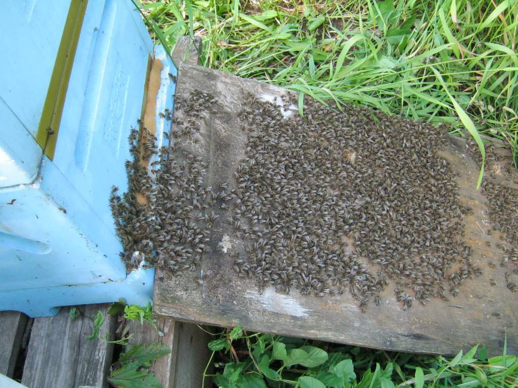 Состав пчелиной семьи