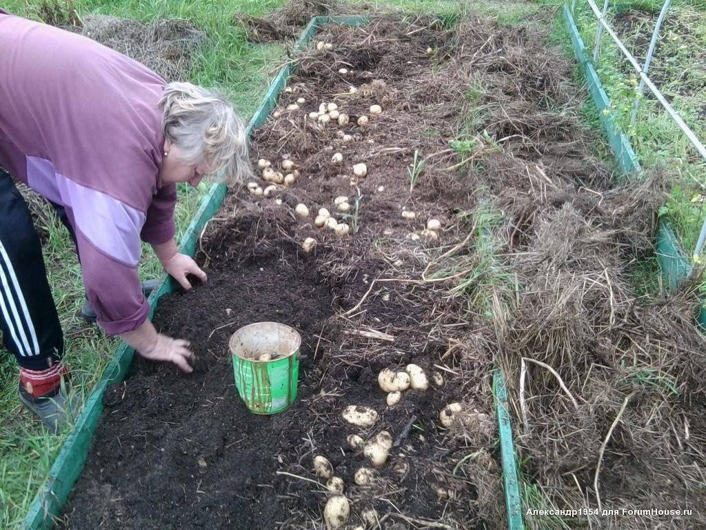 Выращивание картофеля под соломой: 2 метода, уход при посадке в открытый грунт, а также можно ли использовать сено и как собрать ведро урожая с куста?