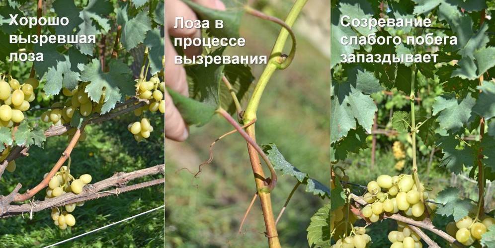 Сроки вызревания лозы винограда по сортам, как ускорить процесс и чем обработать растение