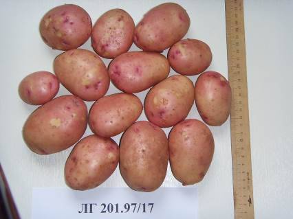 Картофель "красавчик": описание сорта, его особенности, фото, болезни и вредители русский фермер