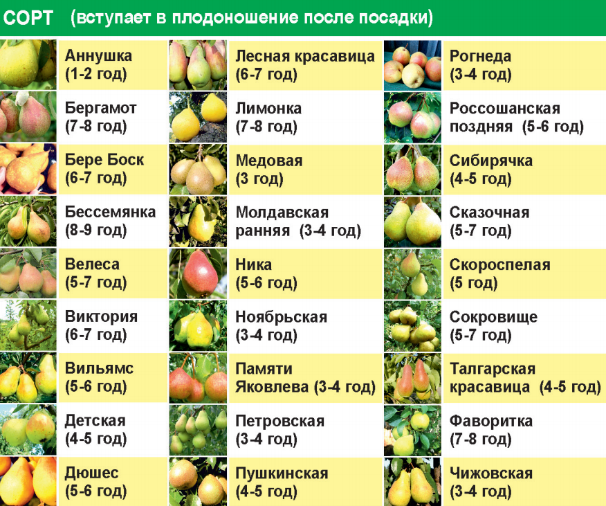 Груша северянка: ботаническое описание и характеристика сорта, агротехника выращивания и уход, фото