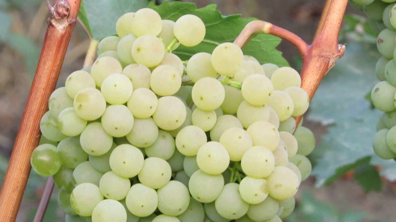 Цитронный магарача – виноград для виноделия, 9 особенностей и советы по посадке и уходу