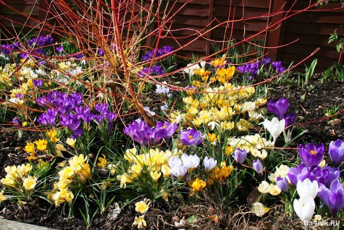 Надоели тюльпаны, примулы и гиацинты? посадите первоцветы!