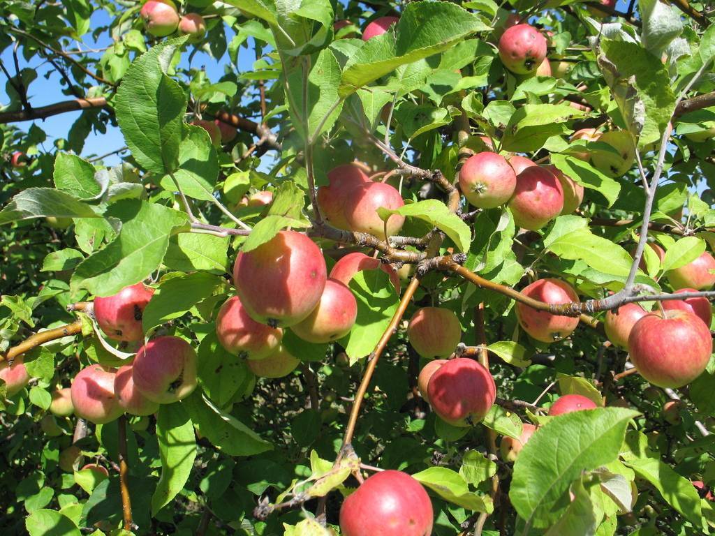 Описание лучших сортов яблонь для подмосковья: фото, отзывы
