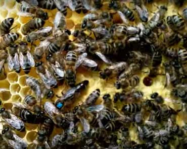 Степная украинская порода пчел: обзор, фото, особенности