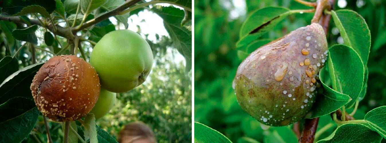 Монилиоз яблони | справочник по защите растений — agroxxi