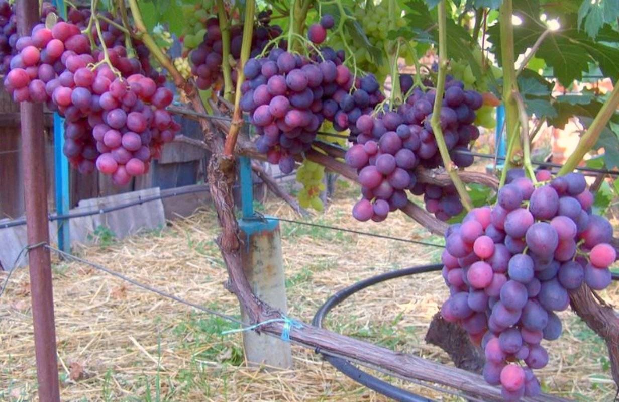 Виноград заря несветая: описание сорта, отзывы и фото