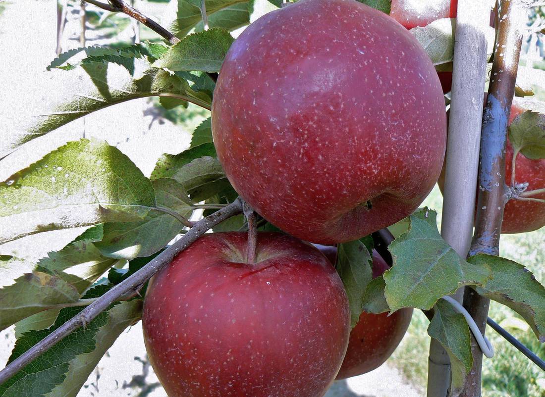 Описание сорта яблони черный принц: фото яблок, важные характеристики, урожайность с дерева
