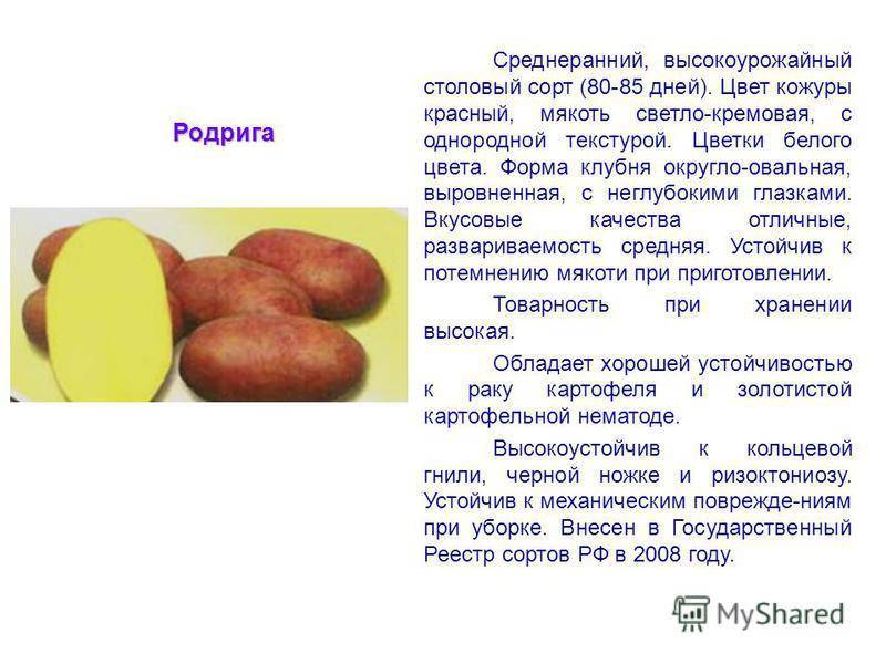 Сорт картофеля удача – характеристика, описание, вкусовые качества, отзывы, фото